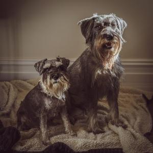 Hugo & Millie Leddick