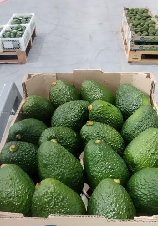 Armenia-Quindio, Flórida, Estados Unidos