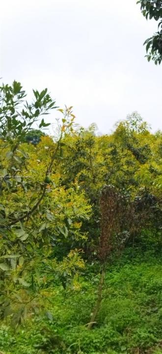 Armenia-Quindio, Flórida, Estados Unidos