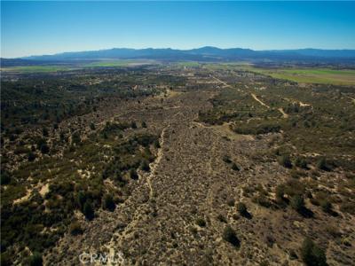 Old Forest, Anza, California 92539