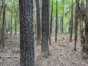 County Line Road, Livingston, Texas 77351, USA