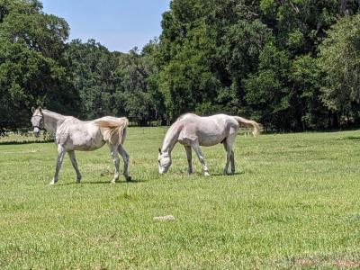 7787 NW 150TH AVE, Ocala, Florida 32668, USA