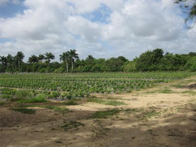 19922 SW 304th Street, Homestead, Florida 33030