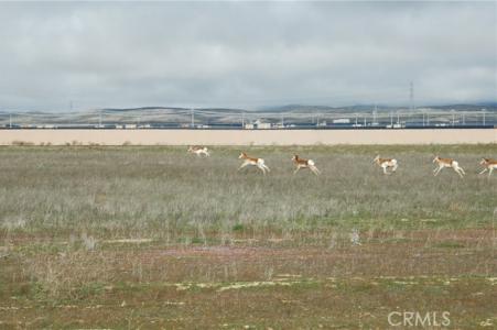 Arrow Bear Trail, California Valley, 加州 93453, 美國