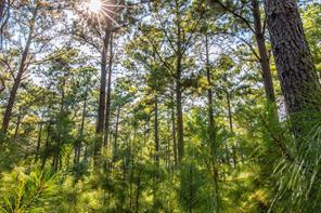 Tract 8 County Road 4221, Frankston, تكساس 75763, الولايات المتحدة