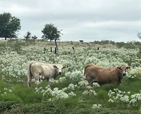 6096 Abner Road, Terrell, Texas 75161