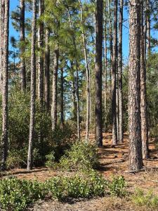 00 SW 209th AVE, Other City - In The State Of Florida, Florida 34431, USA