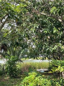 3611 SW 36th St, West Park, Florida 33023, USA