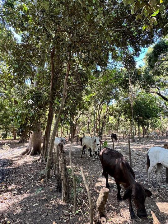 Leon Nicaragua, Floride 0000000, États-Unis