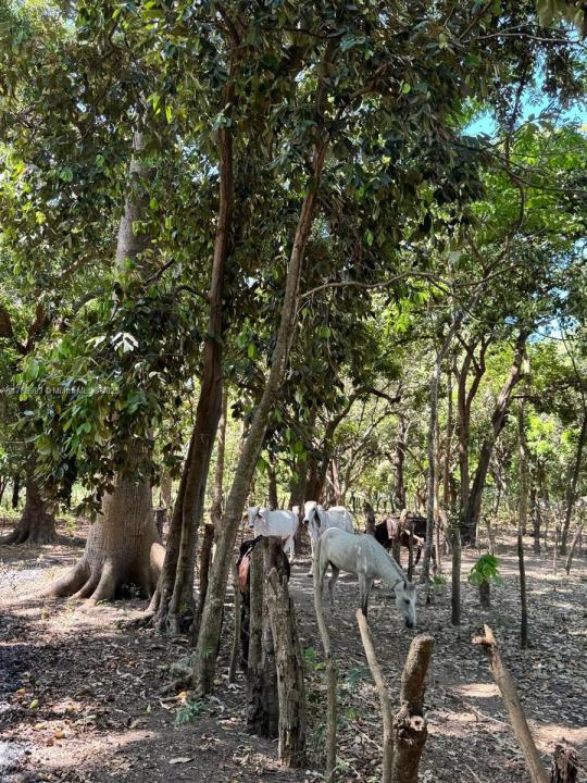 Leon Nicaragua, Floride 0000000, États-Unis
