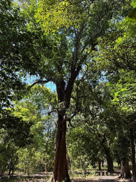 Leon Nicaragua, Floride 0000000, États-Unis