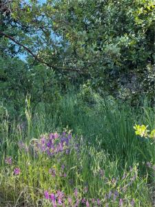 Floyd Way, ניס, קליפורניה 95464, ארצות הברית של אמריקה 