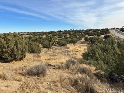Verbena, Oak Hills, California 92344