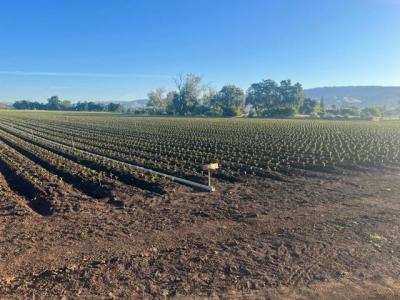 Buena vista, Gilroy, Kalifornia 95020, USA