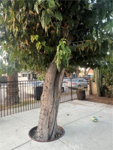 W Center Street, Pomona, California 91768, Estados Unidos