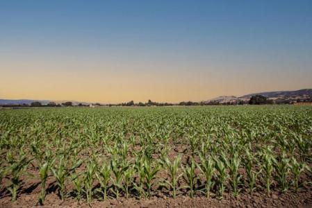Crews Road, Gilroy, Californie 95020, États-Unis