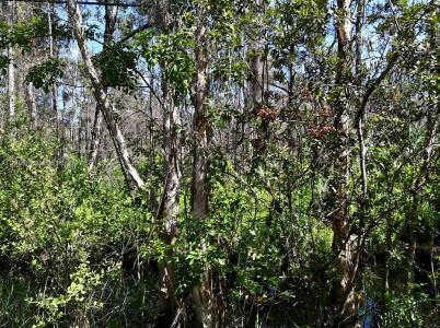 - Dyer Road, Port St. Lucie, Florida 34952, USA