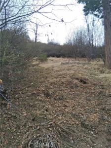 Pine Drive, Cedar Glen, Califórnia 92321, Estados Unidos