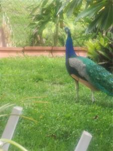 1411 E SEATLE SLEW CIR, Inverness, Floride 34453, États-Unis