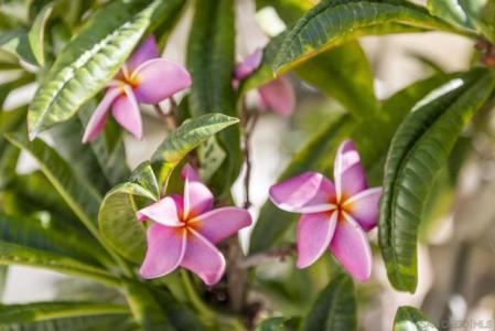 Harris Truck Trail, Fallbrook, Califórnia 92028, Estados Unidos