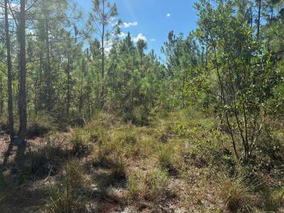 HOLOPAW GROVES RD, Hp7, St. Cloud, Florida 34772, USA