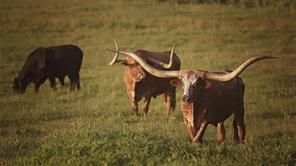 12301 Holland Street, Eustace, Texas 75124, Estados Unidos