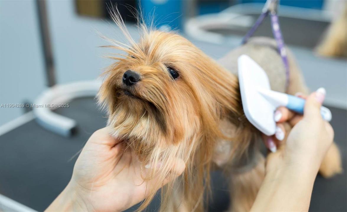 Pet Grooming, Pompano Beach, Florida 33060, Stati Uniti