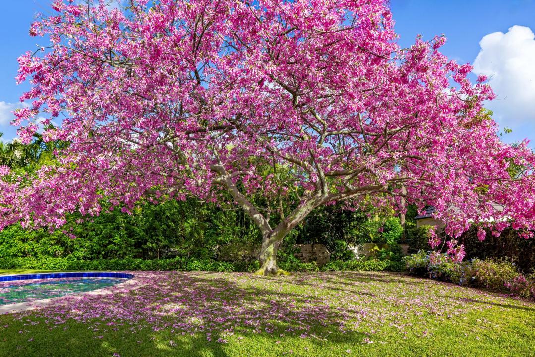 334 Barton Avenue, Palm Beach, Florida 33480