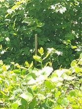 Narragansett Road, Cumberland, Род Айленд 02864, Соединенные Штаты