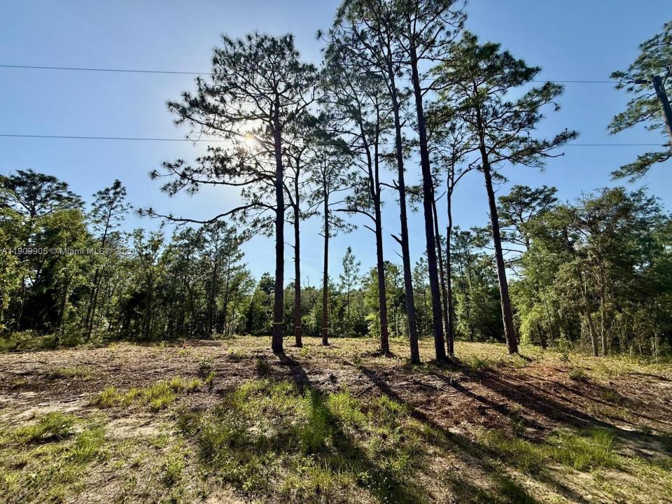 0 NW 157th Ave, Williston, フロリダ 32696, アメリカ合衆国