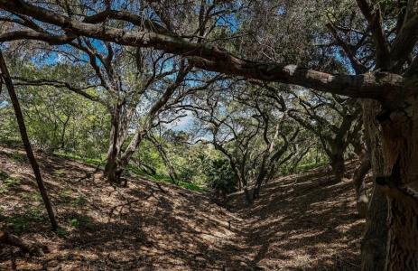 Carbon Canyon Road, Chino Hills, 캘리포니아 91709, 미국