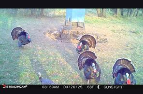 County Road 154, Breckenridge, 텍사스 76424, 미국