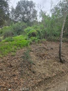 Sumach, Chino Hills, Californie 91709, États-Unis