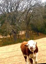 14494 County Road 343, Terrell, テキサス 75161, アメリカ合衆国