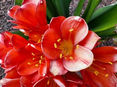 Jupiter Drive, Milpitas, Калифорния 95035, Соединенные Штаты