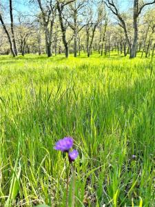 Old Wards Ferry Road, Sonora, Californie 95370, États-Unis