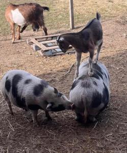 315 Bellvale Lakes Road, Warwick (Town), New York 10990, États-Unis