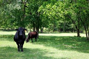 6100 Fm 314, Ben Wheeler, Texas 75754, Stati Uniti