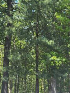 East Wallum Lake Road, Burrillville, Rhode Island 02830, Estados Unidos