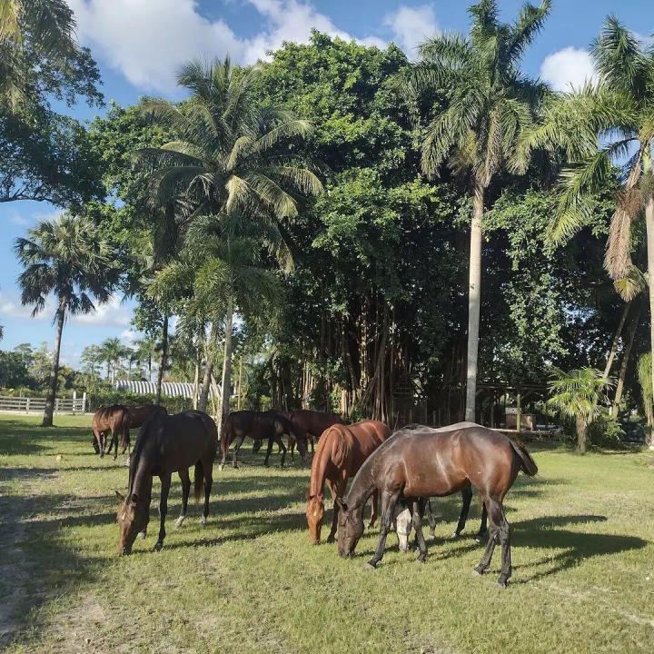 1100 D Road, Florida 33470, Stati Uniti