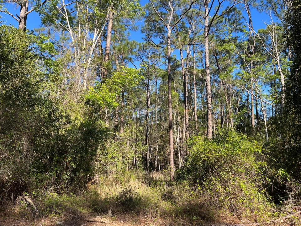 208 SE 3rd Street, Florida 32139, Stati Uniti