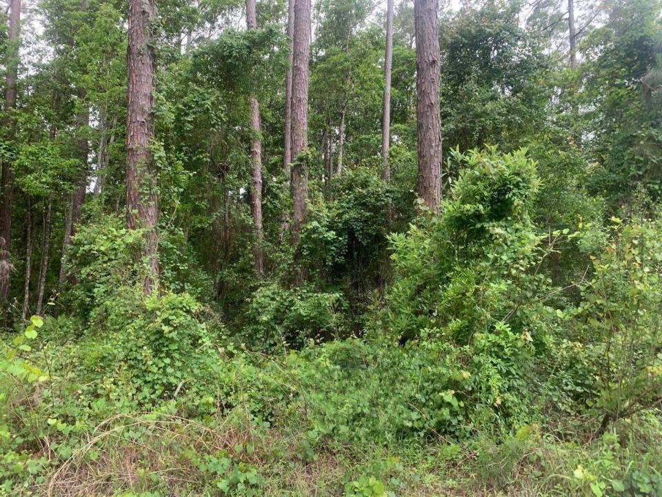 121 Coot Drive, Floryda 32148, USA
