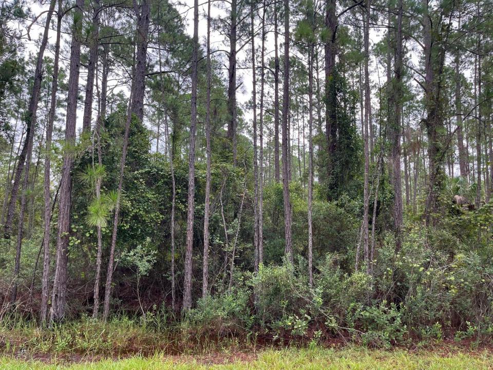 117 Mosswood Street, Floride 32139, États-Unis