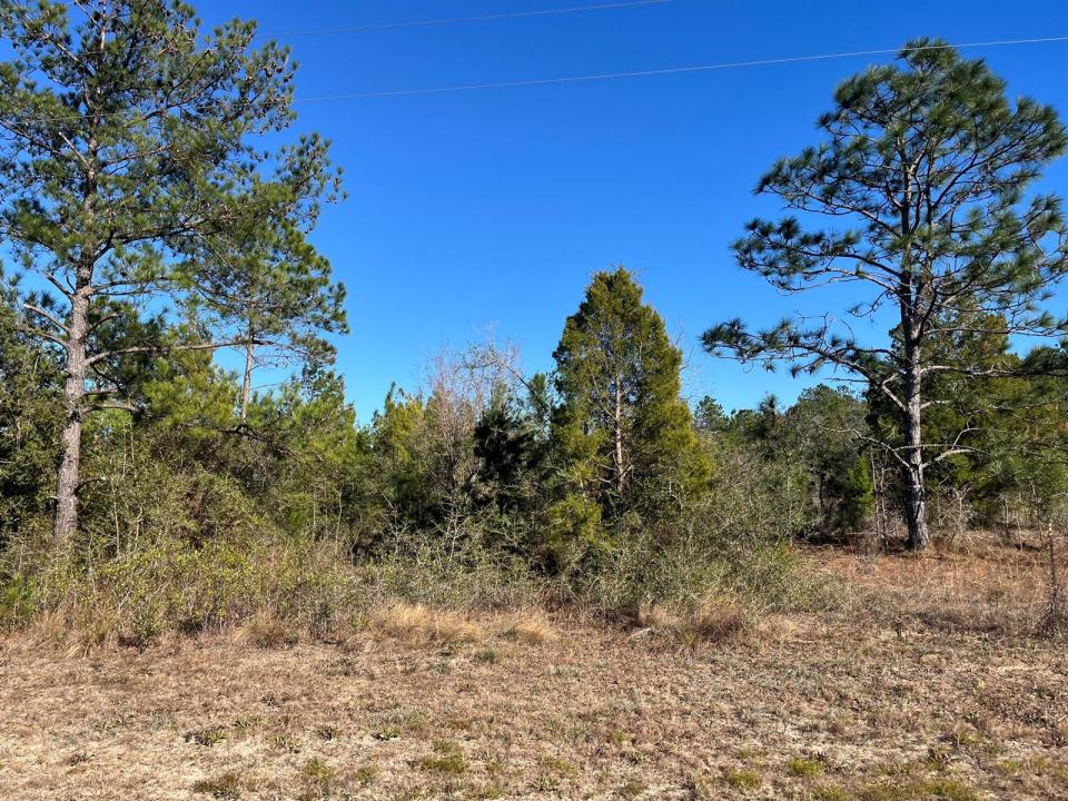 Tbd Fairview Road, Florida 32448, Stati Uniti