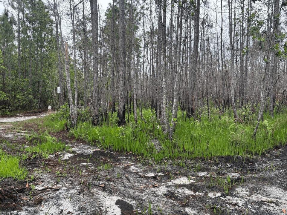 0 Holopaw Groves Road, Floride 34772, États-Unis