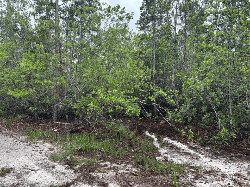 0 Holopaw Groves Road, Floride 34772, États-Unis