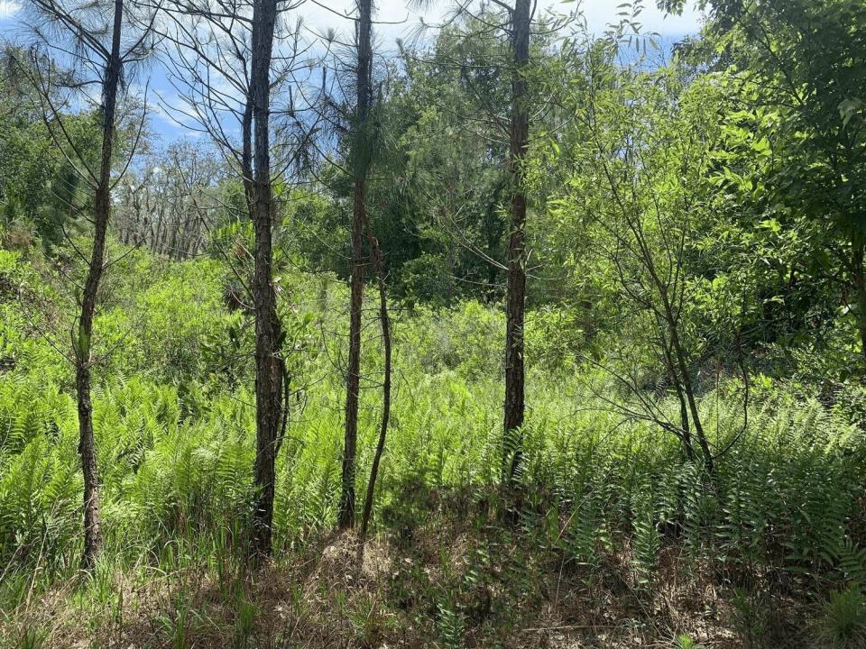 0 County Rd 54, Floride 33849, États-Unis