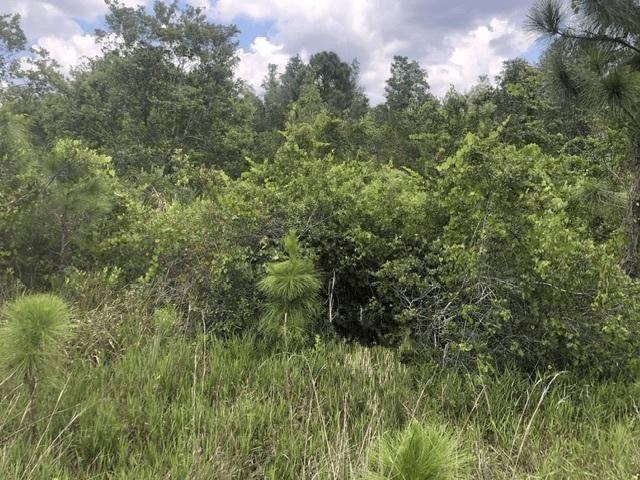 0 Xeriscape Nursery Road, Frostproof, Floride 33843, États-Unis