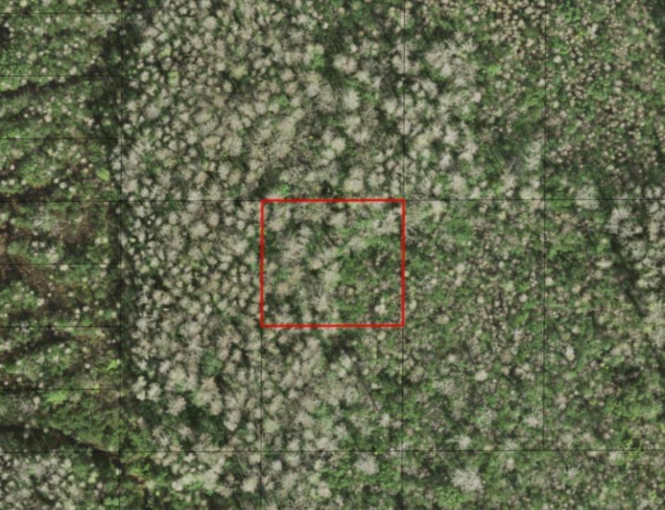 0 Holopaw Groves Road, Floride 34772, États-Unis