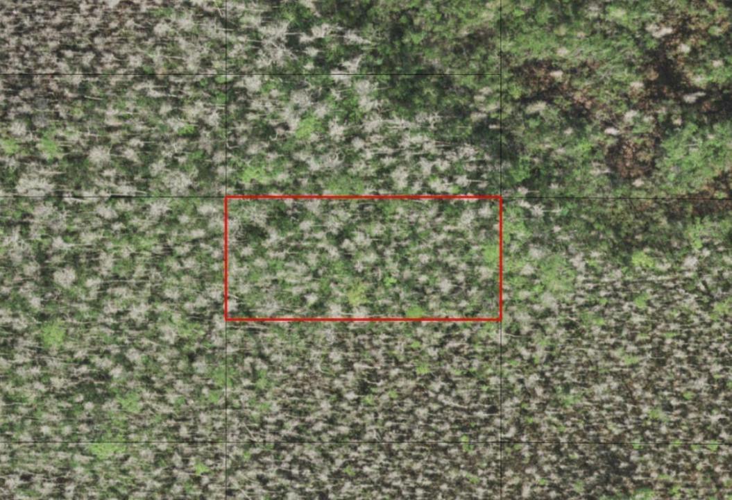 0 Holopaw Groves Road, Florida 34772, Stati Uniti